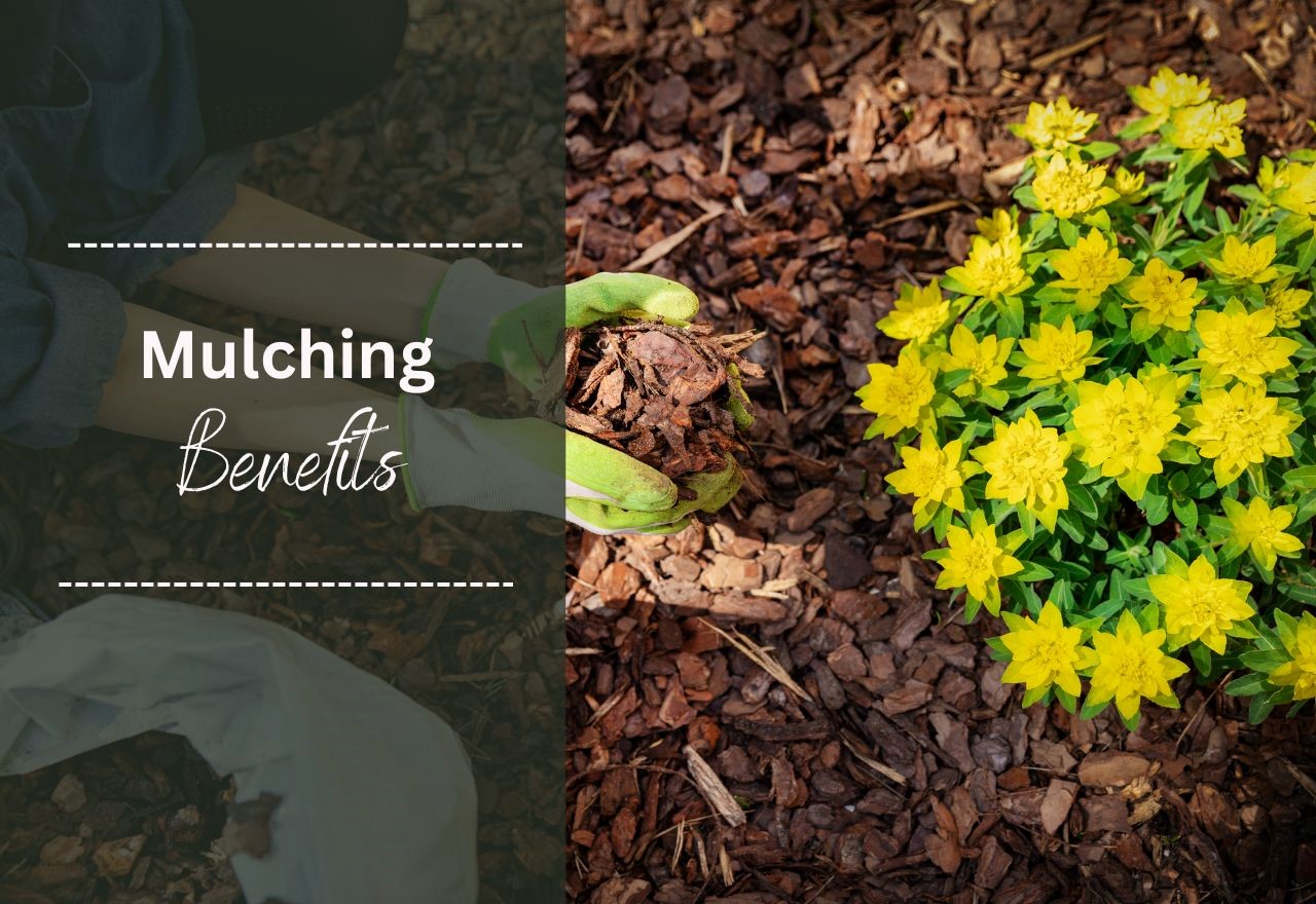 Discover about the benefits of mulching