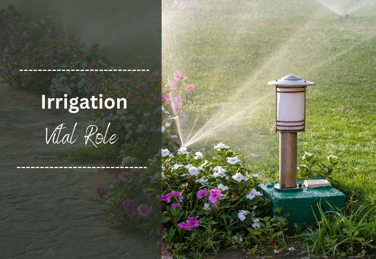 Discover everything about why irrigation is a vital role for your property