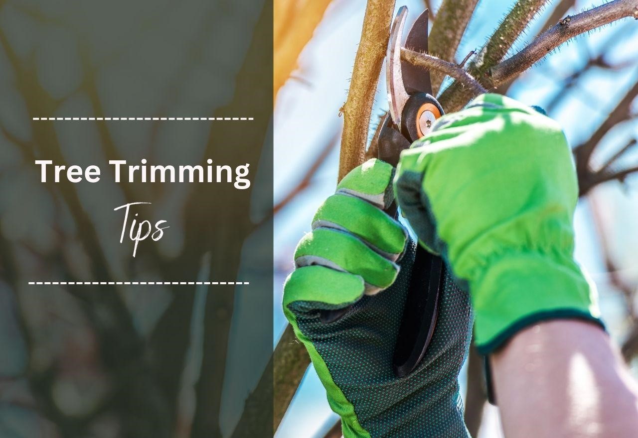 Everything-you-need-to-know-about-tree-trimming