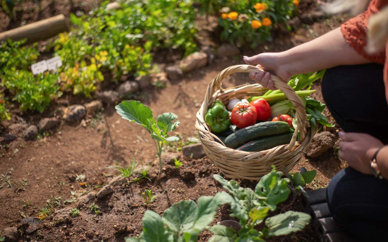 Designing garden areas with a focus on creating a vegetable patch.