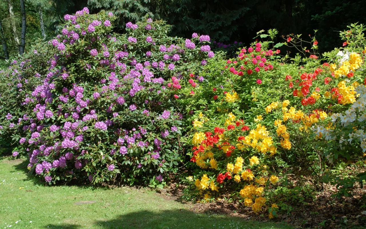 Best plants for mountain landscaping in Mitchell County.