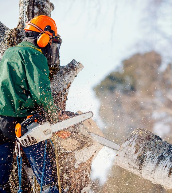 Tree Services in Avery County, NC 2