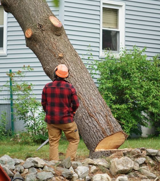 Tree Services in Mitchell County, NC 1