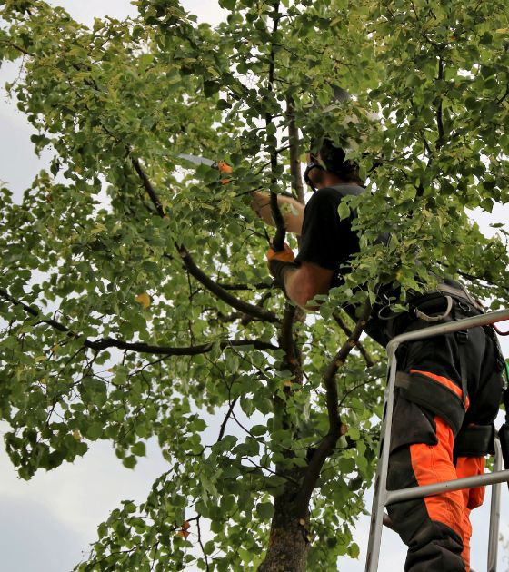 Tree Services in Mitchell County, NC 2