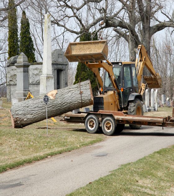 Tree Services in Yancey County, NC 1