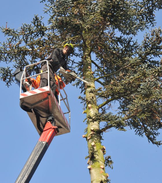 Tree Services in Yancey County, NC 2