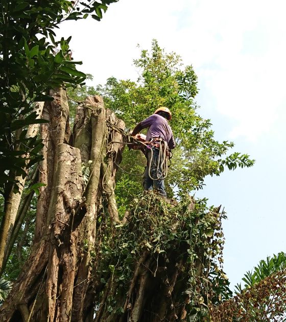 Tree Services in Yancey County, NC 3