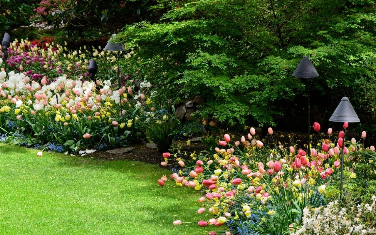 Seasonal landscaping featuring vibrant spring blooms like tulips and daffodils in a colorful garden.